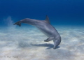 Bottlenose Dolphin