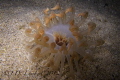 This was taken on my first night dive. It looks like an anemone but I'm not sure it is. I've never seen one during the day. It retracted into a tube like christmas tree worm if disturbed. They are very pretty.