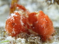 juv frogfish, yingyang.