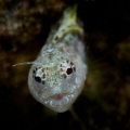 An inquisitive Blenny coming out of his hole to check me out.  His little 