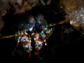 Mantis Shrimp , sat still for once and posed for shot 
taken in Bali 2012