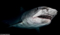 Tiger Shark in the Bahamas. Shot with a Canon 7D with a Nauticam Housing and 4.33 inch dome with a Tokina 10-17 lens. Two YS-D-1 Strobes from Sea & Sea.