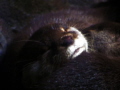 Otters sleeping, taken with my trusted Canon Powershot, no flash, natural lighting