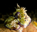 Mating nudibranch - Hypselodoris tryoni
Camera Olympus XZ-1, inon macro wet lens, YS-01 dual strobes. f 5.6, 1/125, iso 100