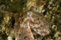 A little octopus that was out wandering about.  Taken in about 40ft of water.  Nikon D7000, Sea/Sea housing, 60mm 2.8,  f/11, 1/125, iso 250, dual YS110a strobes