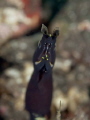 Hard for camera to focus on this as not much colour or contrast but one lucky shot. 
Taken in Tulamben, Bali. Amazing place to go if never been , lots great shore diving..