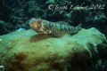 Lizard fish. Usually they're pretty well camouflaged but this guy seemed really content on this coral. He let me take several photos and never moved.