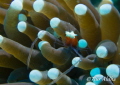 Popcorn shrimp @ West Halmahera-Indonesia. Olympus Xz-1, Olympus housing, f.5, 1/80, iso 100, inon macro wet lens, dual strobe YS-01