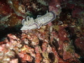 took this photo while diving on the house reef at Angaga island in the Maldives