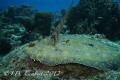 A flounder sitting on top of come coral. Usually they are in sand and more difficult to photograph. They are weird-looking suckers.