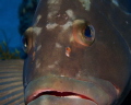 Very friendly grouper in the Dry Tortugas. Taken with Canon 7D, 60mm lens, f18, 1/100.