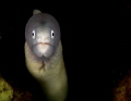 moray eel