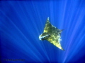 Mobula...Rays!