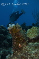 Christmas tree worms, diver in the background