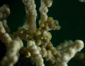 2 yellow pygmy seahorse in Malapasqua