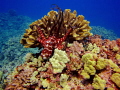 Hawaiian Day Octopus, Big Island Hawaii ( Buda Point ) ( Waikoloa Coast Divers, Lani Kai)