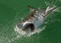 A great white lunges after the bait in Gansbaai.