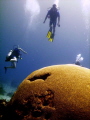 Humongous brain coral at Tobago. Due to strong currents (sometimes as fast as 2 knots) it is virtually impossible to wait for that perfect shot where all the divers line up. Rather pleased with the