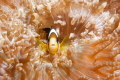 Taken at Dampier Strait in Raja Ampat, this little fellow showed some teeth