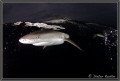 Dark Waters, Yap Island, Micronesia