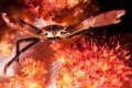 Crab in soft coral