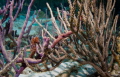 This was taken on Klein Bonaire at Carl's Hill.  We had dove Hilma Hooker in the morning so I was setup with my Tokina 10-17 Fisheye which doesn't make getting a seahorse easy but I thought this came out pretty nice.