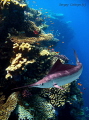 Marlin. The picture is made on the suburb of the reserve of Ras Mohammed in April 2008г. under the following circumstances: waiting the turn on immersion, we with the spouse decided to swim for a while along a reef simply with a mask. Having sailed f