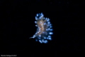 A flying Nudibranchia.....