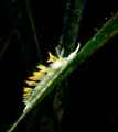 A Nudi climbing an algae