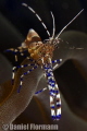 Spotted cleaner shrimp chilling out