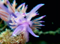 The colourful pretty face of a mediterranian nudi..