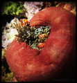 My comfort homey
Clown fish and Anemone.
Bangka, North Sulawesi, Indonesia.

Gear: Canon S95, Ikelite Housing, Sea & Sea YS02 Strobe.