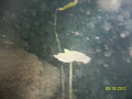 The cenote (sinkhole/collapsed water cave) in this picture is an hour's drive from Progreso, Yucatan, Mexico. Behind the frightened minnow to the left and the plant are the dark recesses of an underwater cave explored to date only 600 yards in.