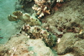 Frogfish couple out for a stroll