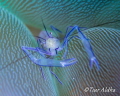 Bubble coral shrimp @ Mabul Island-Malaysia. SONY RX-100, nauticam uw housing, subsee lens  +10, f 4.5, 1/100, iso 320.torch only, no flash