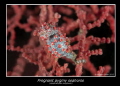 Pregnant Pygmy seahorse