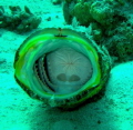 a scorpion fish not happy with my camera