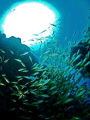 The Faon Wreck, Gulf of Tadjoura, Djibouti