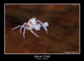 Boxer crab