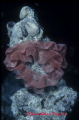 Nudibranch egg masses