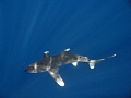 Oceanic White Tip in the sunlit blue