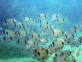 A school of Diplodus fishes