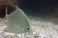 Juvenile Permit at the mouth of Tampa Bay, Florida.