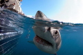 A Great White Shark has a 'sniff' at my camera whilst swimming past shark cage divers.