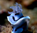 blue-silver nudi