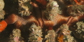 Close-up showing texture of rough-spined urchin.