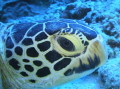 Green Turtle