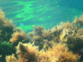 Underwater reflection
These plants - cistozira and algae  - are typical for the shallow waters in the little bays of Sozopol