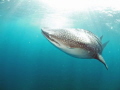 Whaleshark in Arta, Djibouti Republic