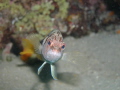 Serranus scriba_Hanoz_Fethiye